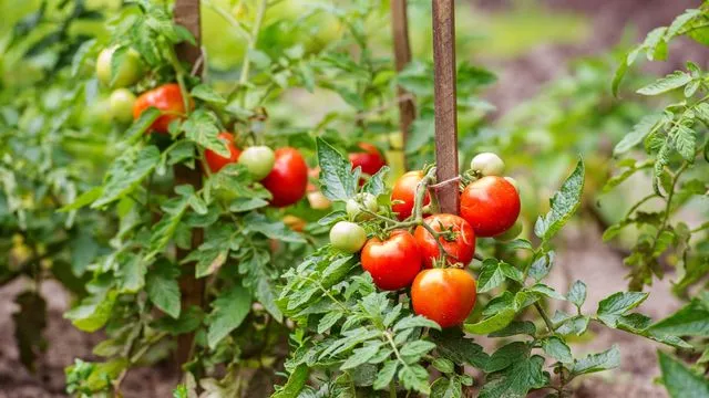 Never plant these vegetables next to your tomatoes: 9 vegetables to avoid