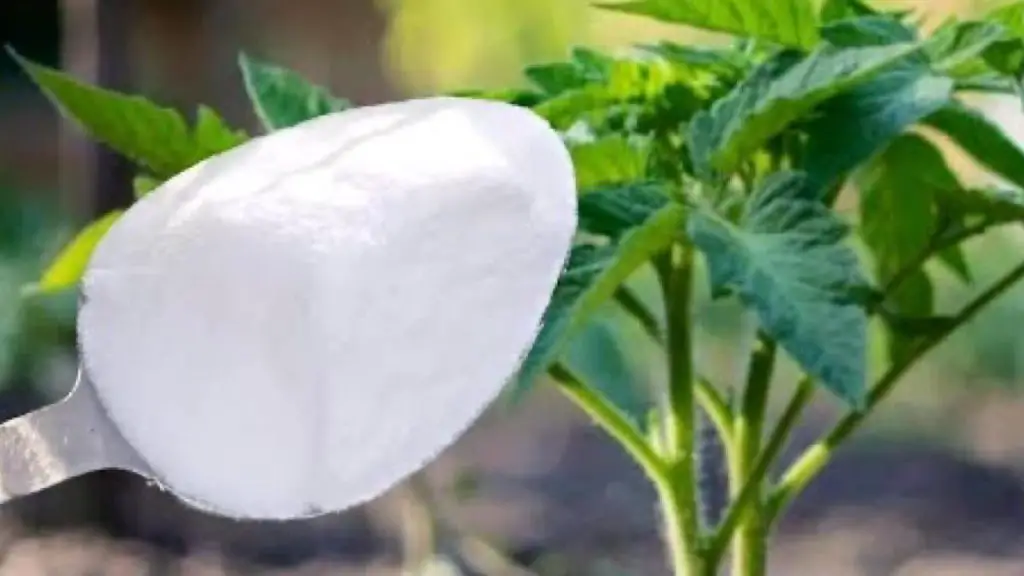 Never plant tomatoes, peppers and cucumbers without this: always give it to the plants