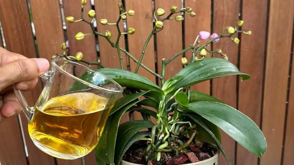 Only 1 cup per month will be enough: both flowers and roots will bloom all year round