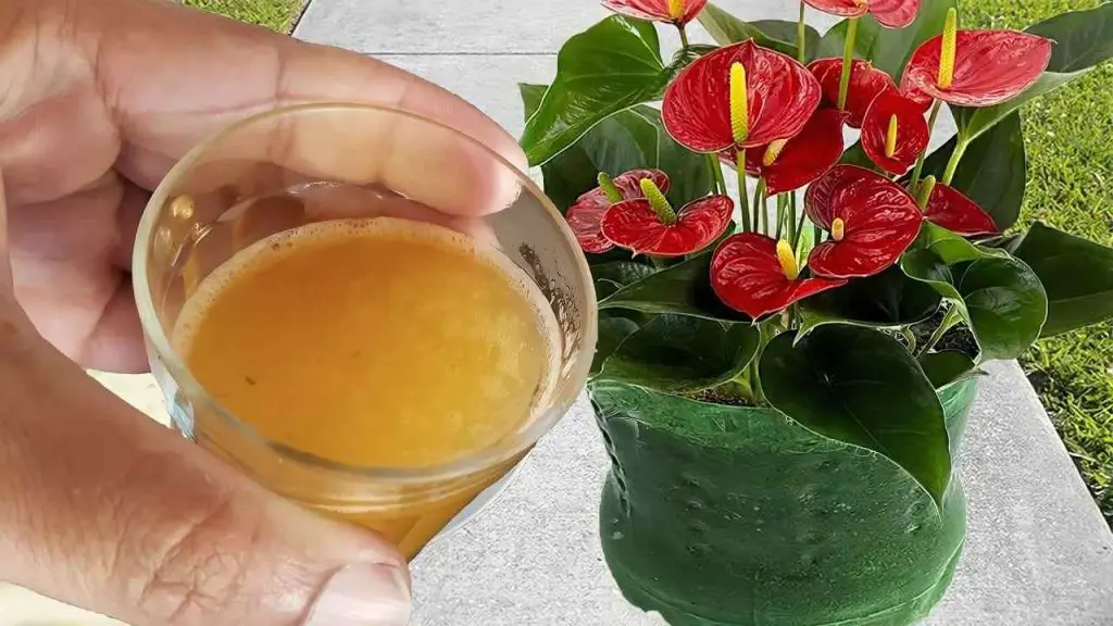 Only if you pour this cup will your flowers remain lush for 3 years: guaranteed result