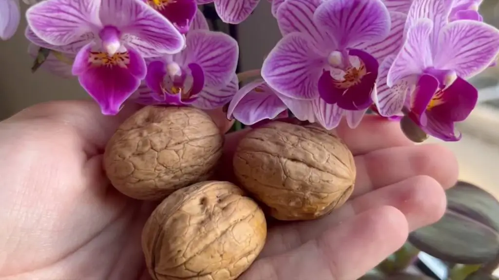 Orchid flourishes with this natural method: even nurserymen do it