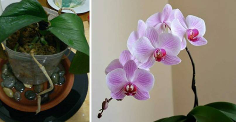 Orchid, if you water it like this it will become immortal: this is the trick