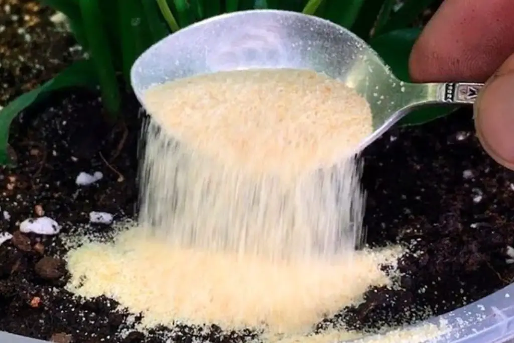 Orchid, spectacular flowering: just one teaspoon of this ingredient is enough