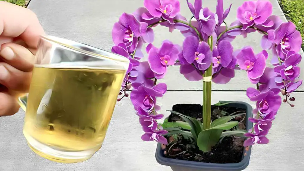 Orchid, water it with this: you will be amazed immediately after trying