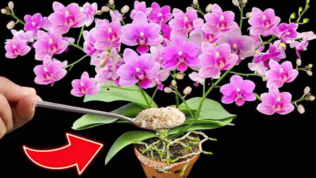 Orchids, how to make 100 flowers bloom at the same time: never had it like this