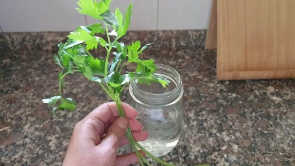 Parsley galore, just a sprig is enough to multiply it infinitely: the method