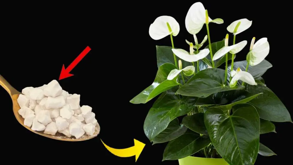 Peace lily, only with this ingredient it blooms for up to 10 years in a row