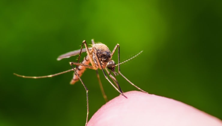 Place it in your home and you will never see flies or mosquitoes again – the natural remedy