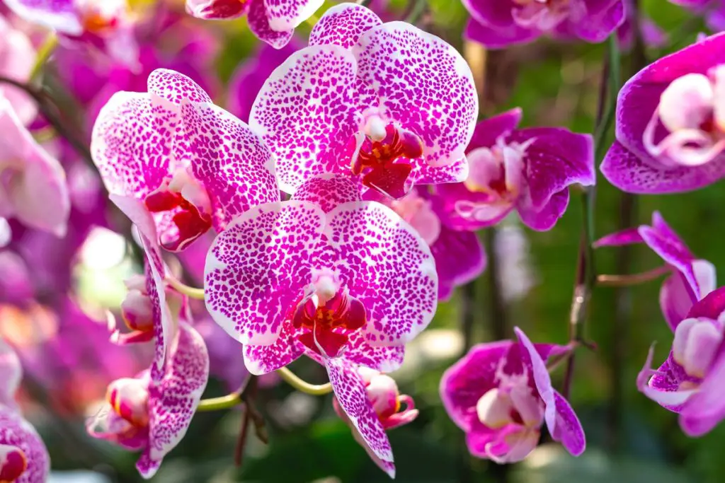 Place this vegetable next to your orchid: it will flower almost instantly