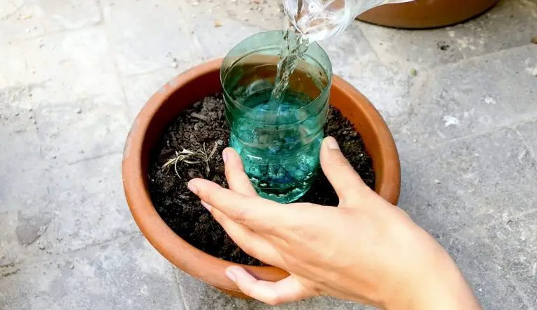 Plants, how to water them for a month at no cost: the method used by farmers