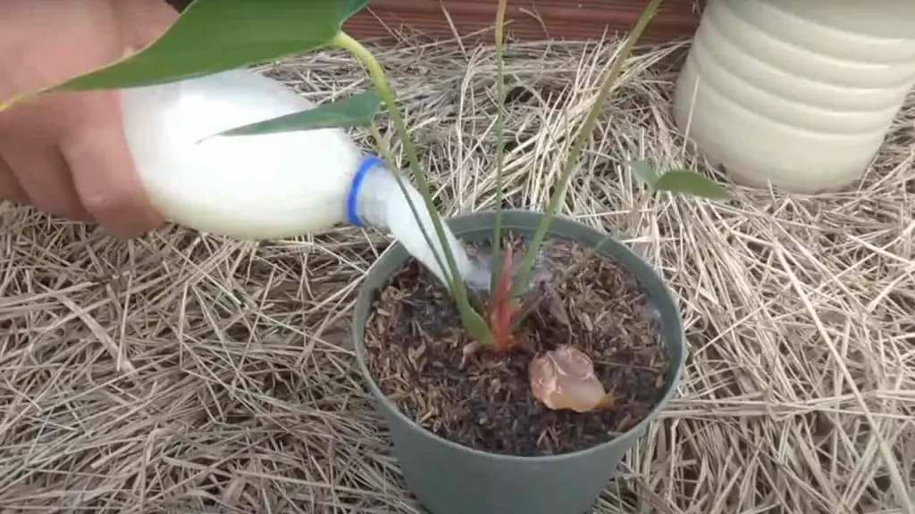Powerful homemade fertilizer, with 2 ingredients you revive every single plant