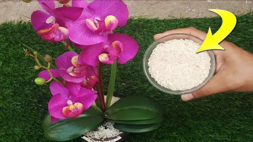 Put a handful of them in your orchid: it will grow beautiful and lush