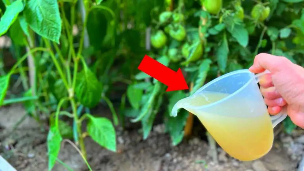 Put it on your pepper and tomato plants now for an incredible harvest