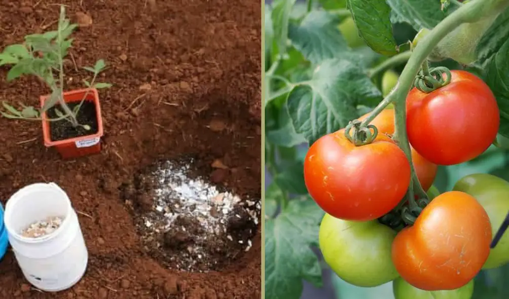 Put these 5 ingredients in the ground to grow stunning tomatoes quickly