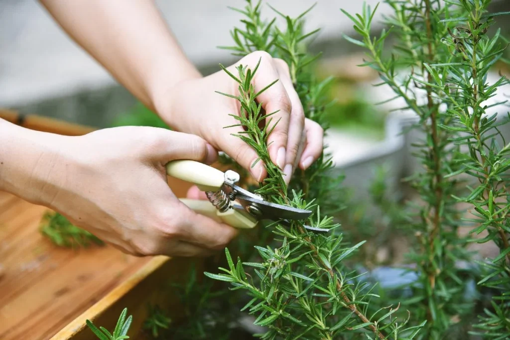 Rosemary: never dry again. I’ll tell you the gardeners’ trick