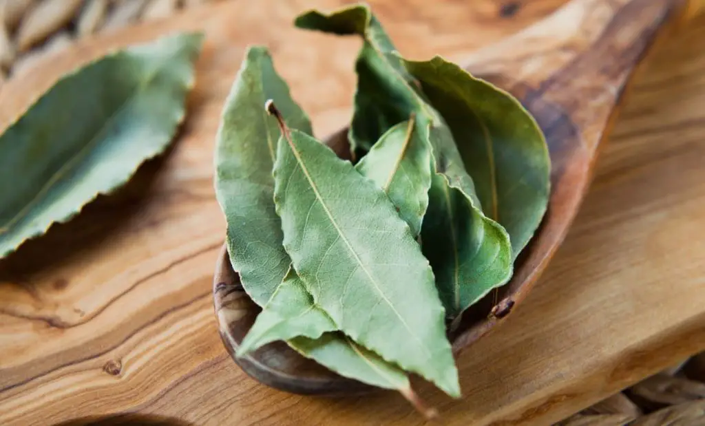 Say goodbye to ants and cockroaches with this magical leaf
