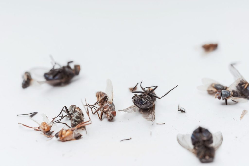 Since I discovered this method I no longer have any flies or gnats at home