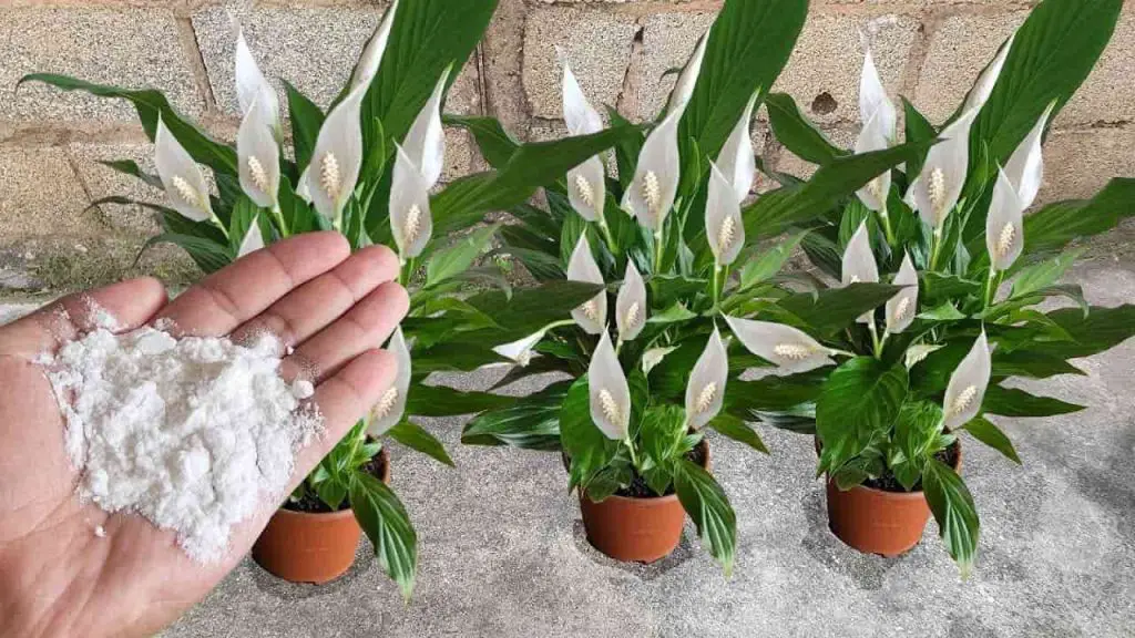 Spread it on the balcony or garden, the plants will flower in minutes