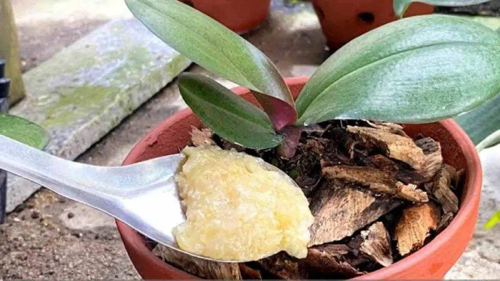 Sprinkle a spoonful on the root and the orchid will grow without stopping for a moment