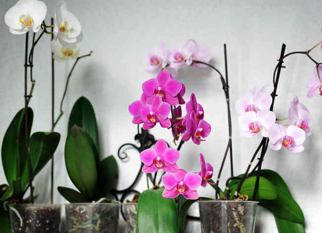 Thanks to this fertilizer recipe, my orchids have been blooming for 10 months: a simple recipe that will make any flowers bloom