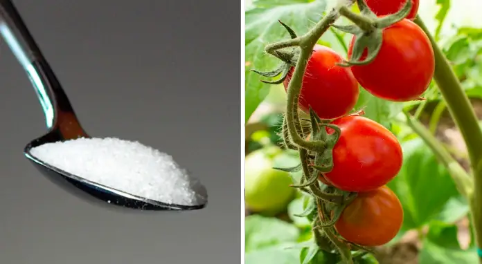 The 7 best fertilizers for your tomatoes – they will grow like never before!