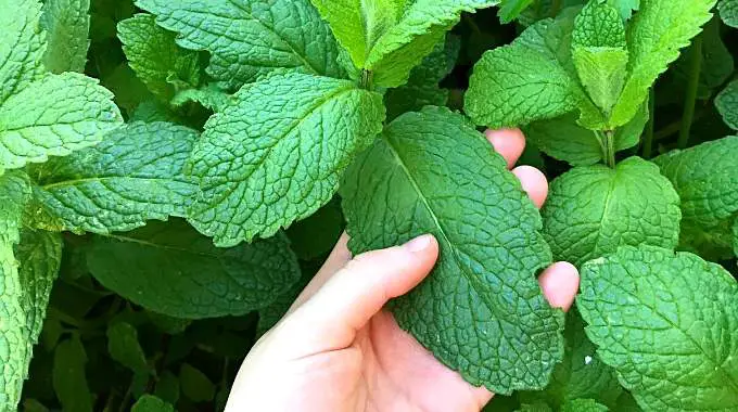 The Ultimate Guide to Growing Abundant Mint Effortlessly