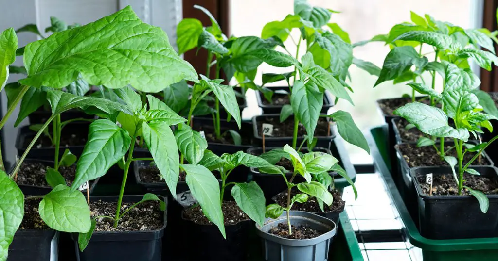 The main mistakes that many people make when sowing Peppers that can deprive you of your harvest