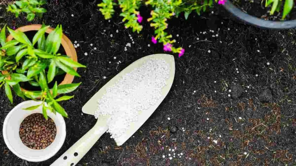 The miracle infusion that brings dead plants back to life: try it now