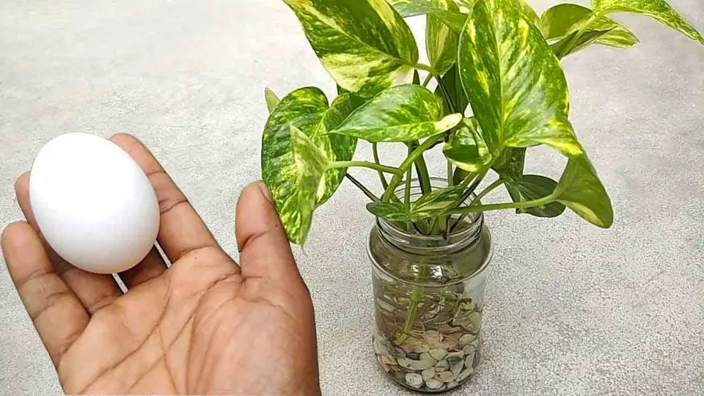 The most powerful natural fertilizer for your plants: almost immediate results