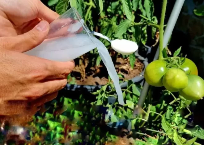 The only very powerful natural fertilizer, use it for plants: it is worth its weight in gold in the vegetable garden and garden