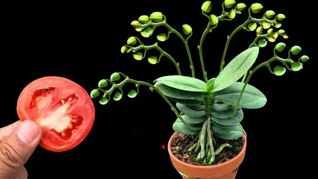 The secret to always having healthy and flowering orchids every year is precisely this