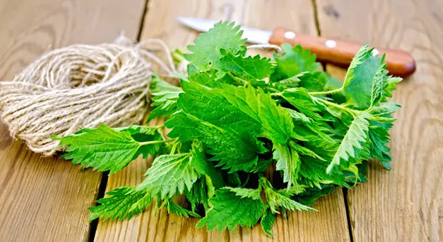 The unsuspected benefits of nettle: a treasure for your health and well-being