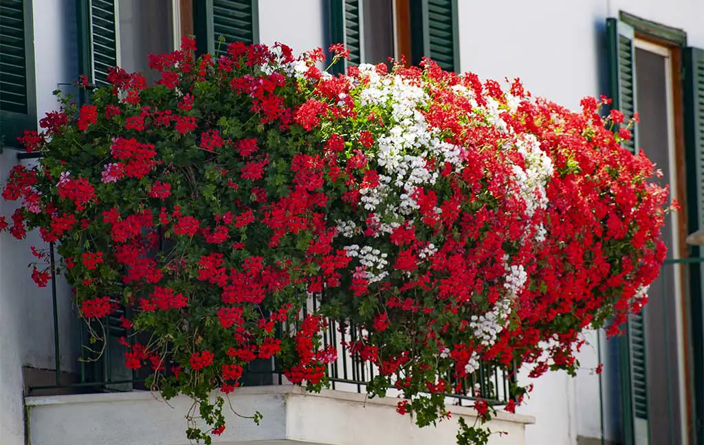 These flowers should never be placed on the balcony, they will die shortly: remove them