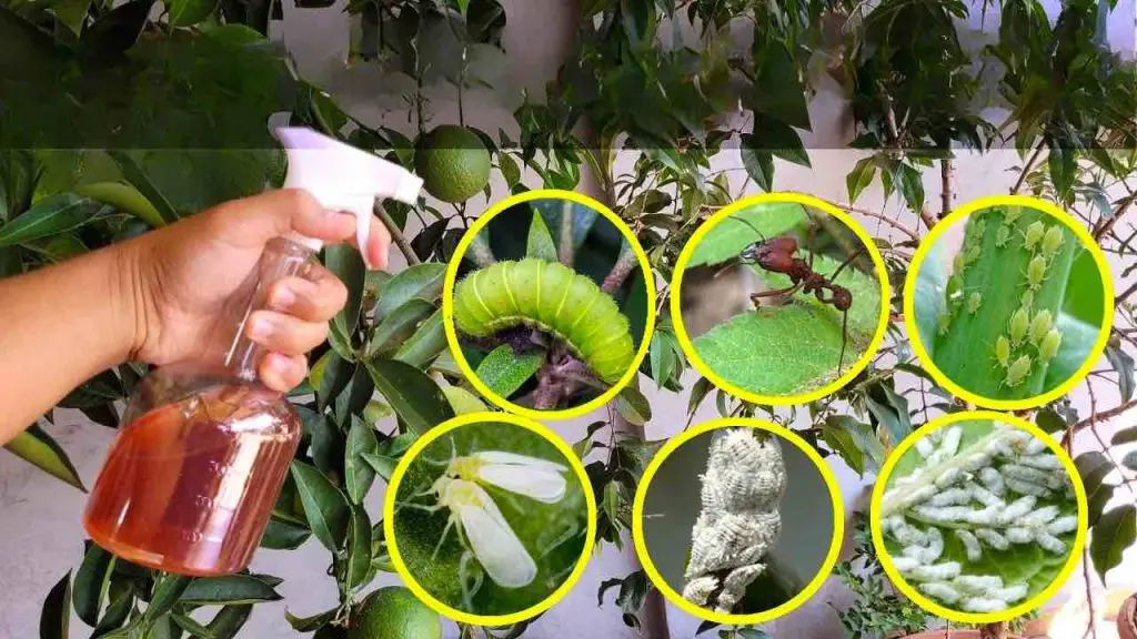 This liquid kills all caterpillars, bugs, ants, and whiteflies from the garden 