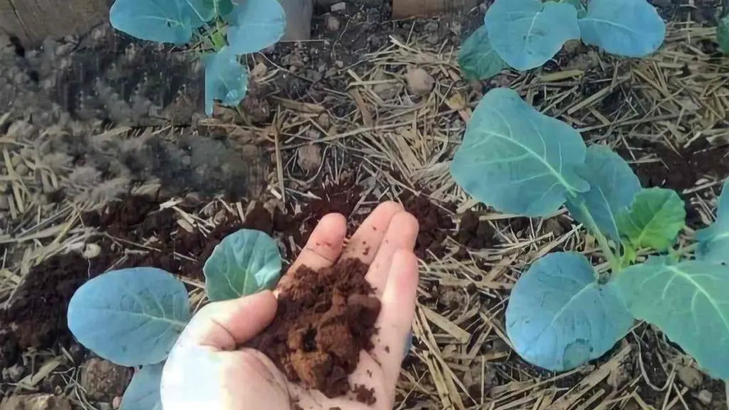 This natural fertilizer for plants will make all your neighbors jealous