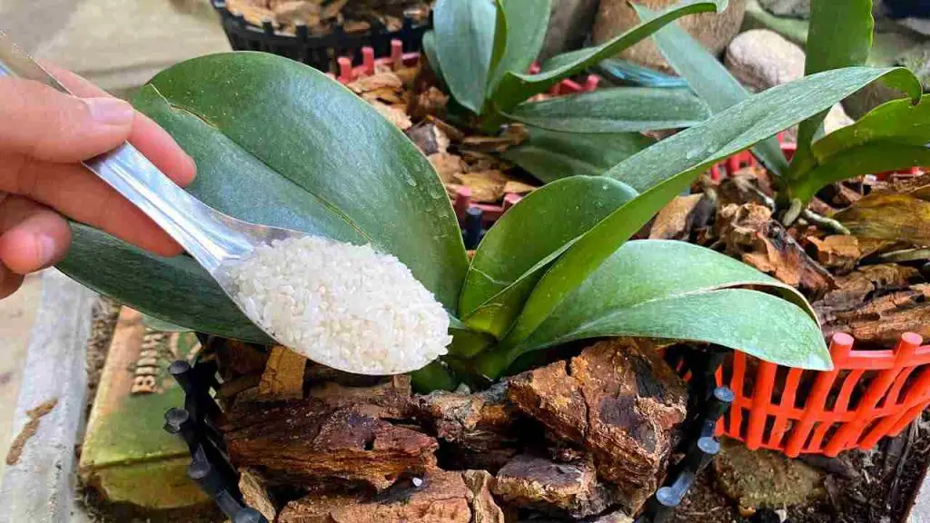 This natural fertilizer will help your orchid stay healthy for 4 seasons
