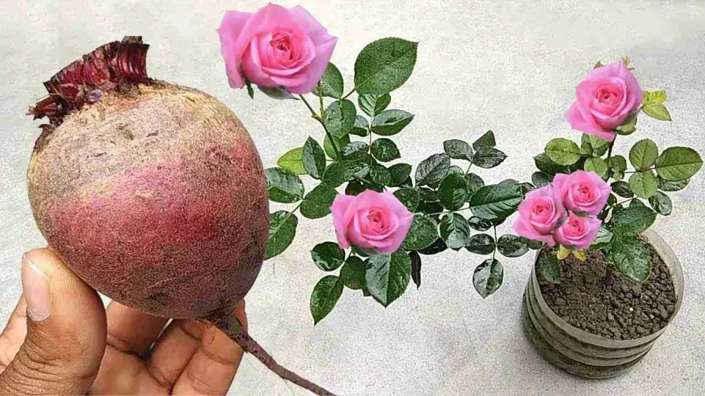 This natural fertilizer will make any plant bloom with tons of flowers
