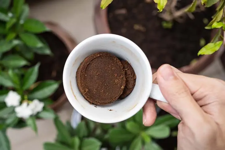 To have beautiful and lush plants, you will only need these two secret ingredients