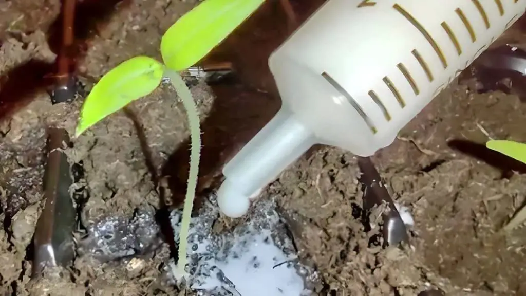 Tomato seedlings will grow in a flash if you inject this into the soil