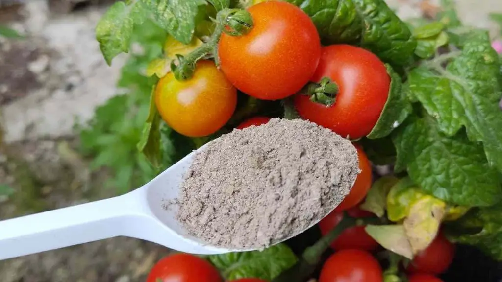 Tomatoes will go through the greenhouse roof if you use this: explosive growth