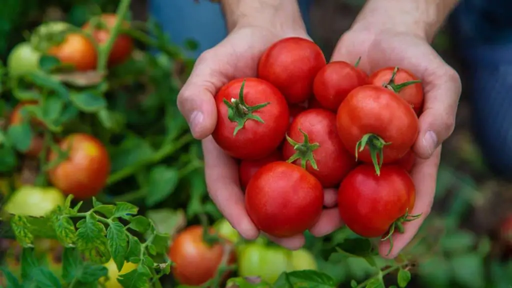 Tomatoes, with this trick you increase the yield of your plants by 30%