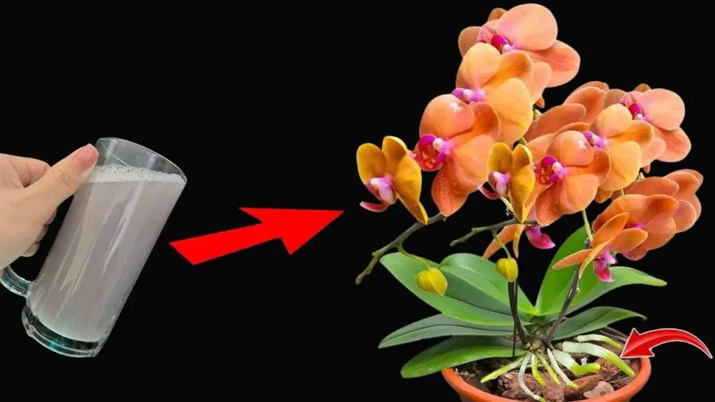 Use it regularly for plants and you will have strong flowers and roots: endlessly thriving