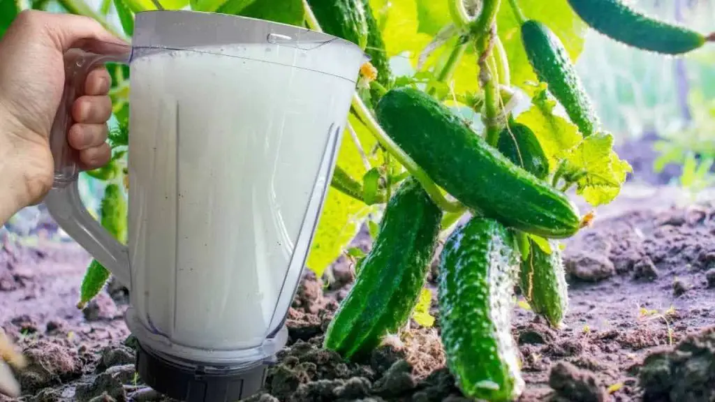 Water cucumbers with this liquid and they will grow unexpectedly at night