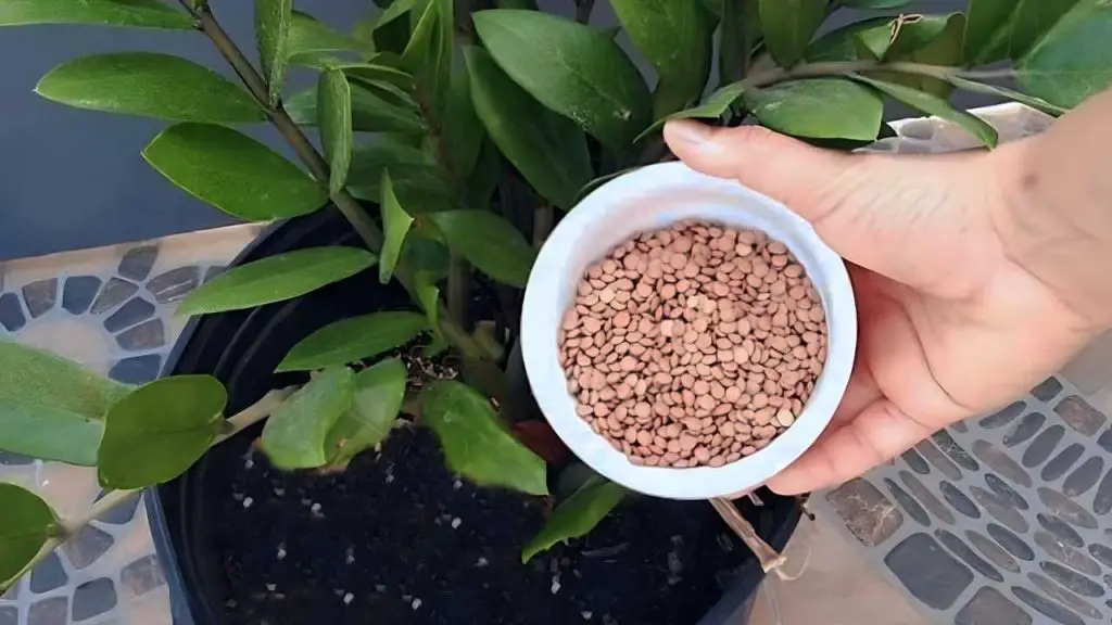 With a cup of this ingredient any plant instantly comes to life