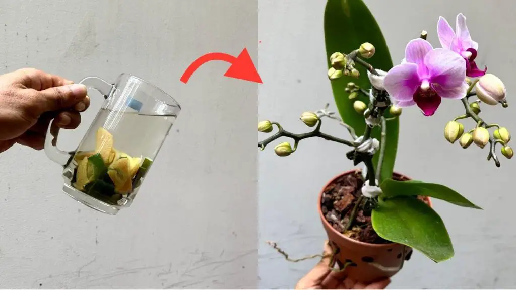 With just one cup of this liquid your orchids will last up to 5 years longer
