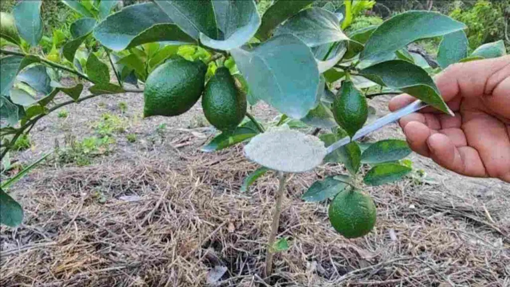 With just one spoonful of this ingredient the lemon tree will bloom endlessly