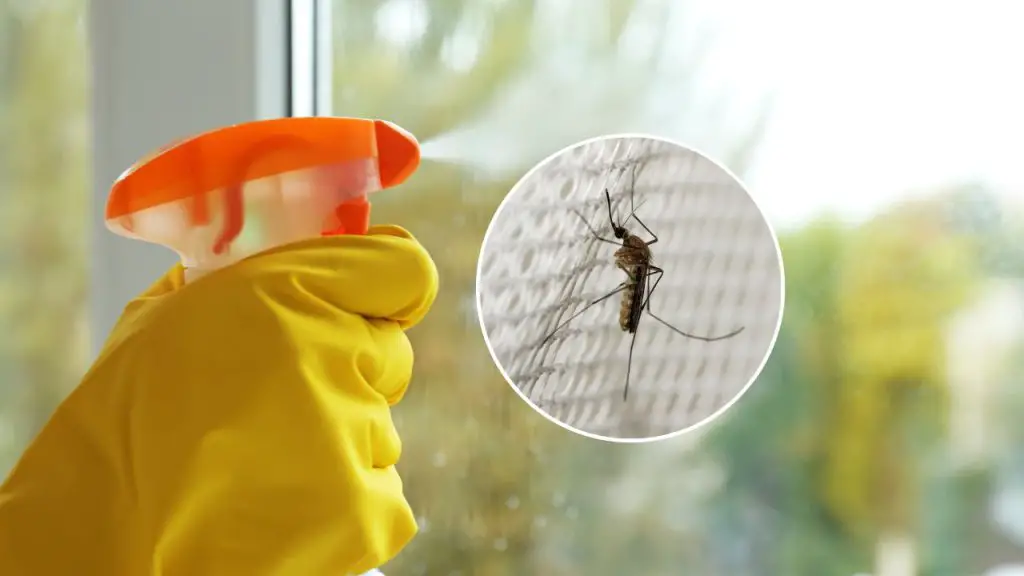 With this ingredient on your windows, you won’t even see the shadow of mosquitoes