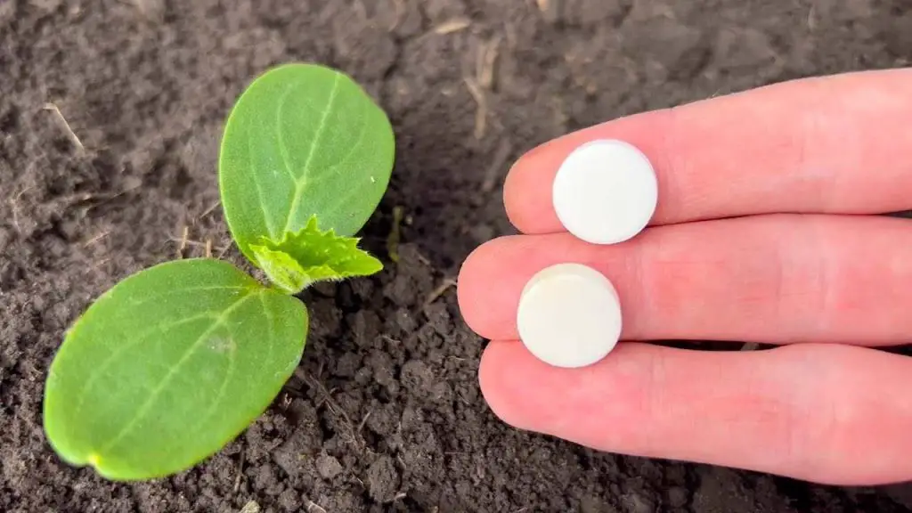 With this method even dead vegetables will grow and not get sick