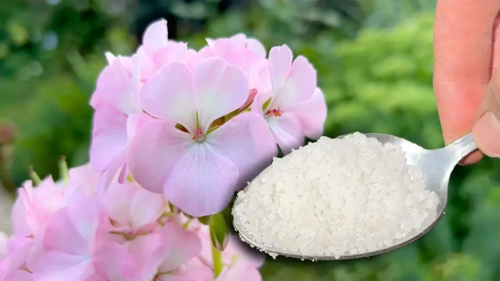 You won’t believe it but it makes any plant or flower grow 5 times faster
